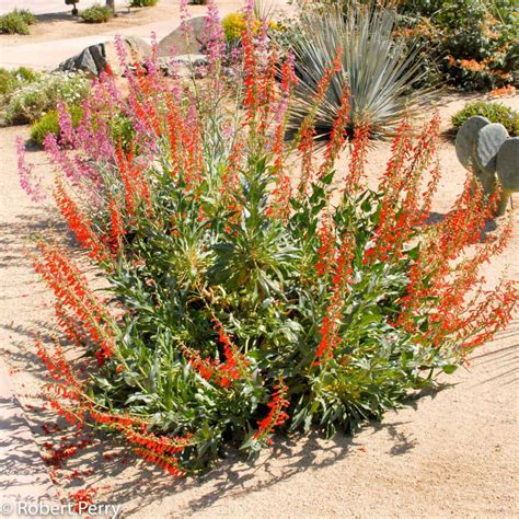 Firecracker penstemon - Waterwise Garden Planner