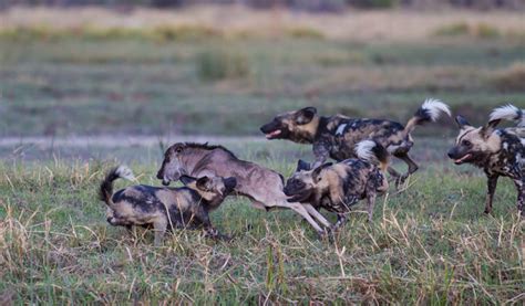 Wildebeest fight wild dogs off their calves - Africa Geographic