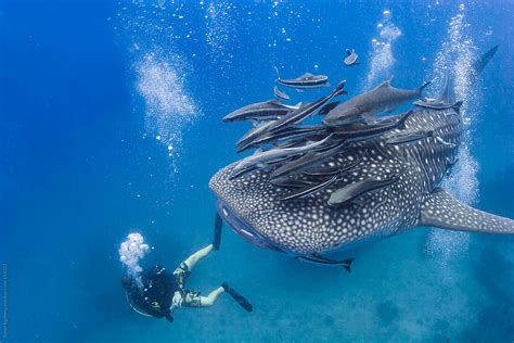 Scuba Diver Swimming With Giant Whale Shark Under Water In The Ocean by ...