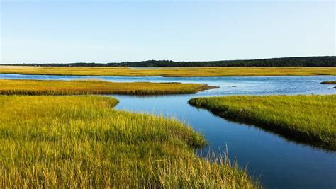 Salt Marsh Cape Cod Ocean - Free photo on Pixabay - Pixabay