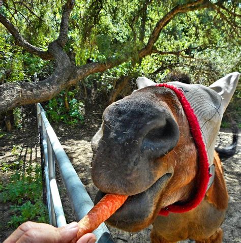 Horse Eating Carrot Photograph by Tommi Trudeau | Pixels