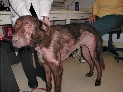 What Is New in the Diagnosis and Management of Canine Atopic Dermatitis ...