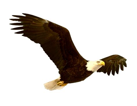 Bald Eagle Bird Clip art - eagle png download - 2164*1673 - Free ...