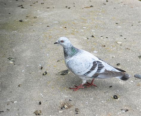 City Pigeon Free Stock Photo - Public Domain Pictures