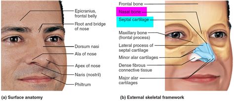 Nose Anatomy Septum