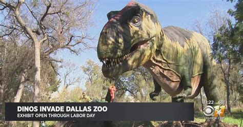 Checking Out The 'Dino Safari' AT The Dallas Zoo - CBS DFW