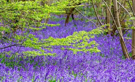 The Best Places To Find Bluebells In And Near London This Spring ...