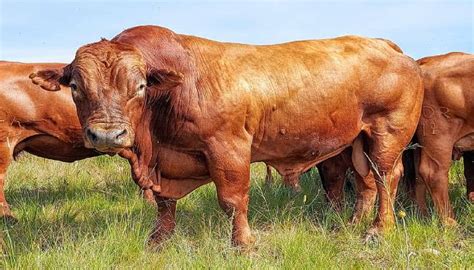 Best Beef Cattle Breeds in the World (2024)