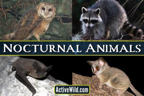 Nocturnal Animals List, Pictures & Interesting Facts