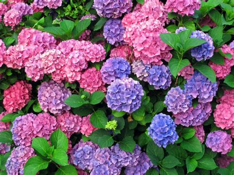 Hydrangea Care and Growing Tips | Growing hydrangeas, Hydrangea care ...