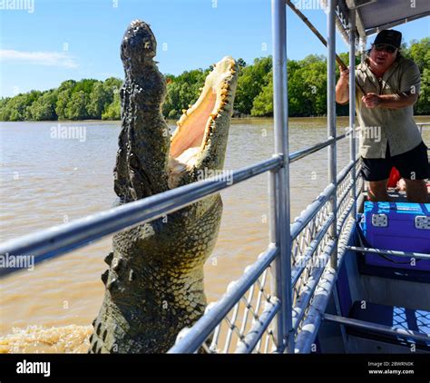 Jumping crocodiles cruise hi-res stock photography and images - Alamy