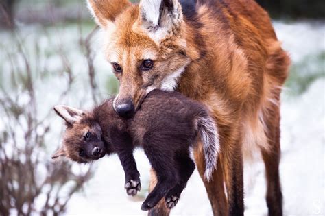 This is how maned wolves carry their pups : r/wolves