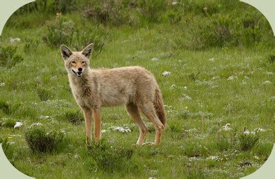 Coyote Habitat