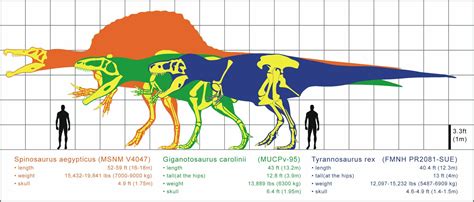 Was Spinosaurus Bigger Than T-Rex? - FossilEra.com