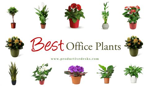 +15 Best Office Plants For Desk That Require Minimal Attention ...