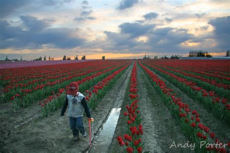 Tulip Festival Tours - Skagit Valley Tulip Festival