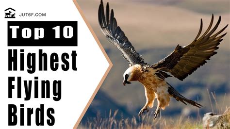 Birds Flying High - Top 10 Highest Flying Birds In The World - YouTube