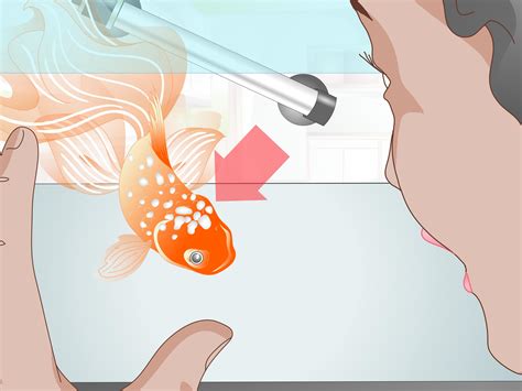 How Do You Take Care of a Goldfish? - Women Daily Magazine