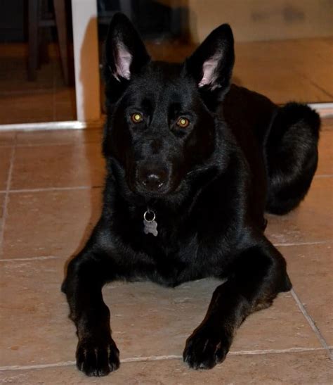 My all black German shepherd puppy Sadie - German Shepherd Dog Forums