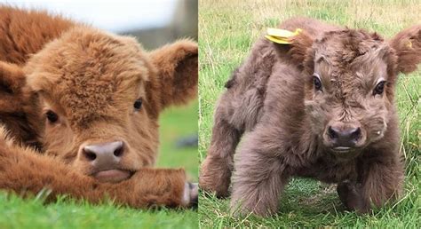 14 Pictures Of Highland Cattle Calves To Brighten Your Day