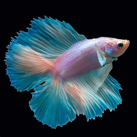 Exotic Betta Fish in Blue and White with Red Tips