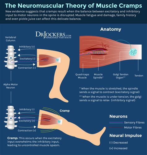 Nighttime Leg Cramps: Causes and Solutions - DrJockers.com