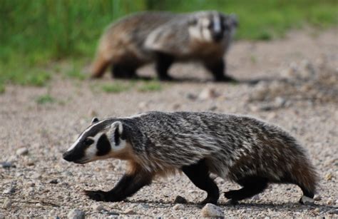 American Badger - Nature Canada