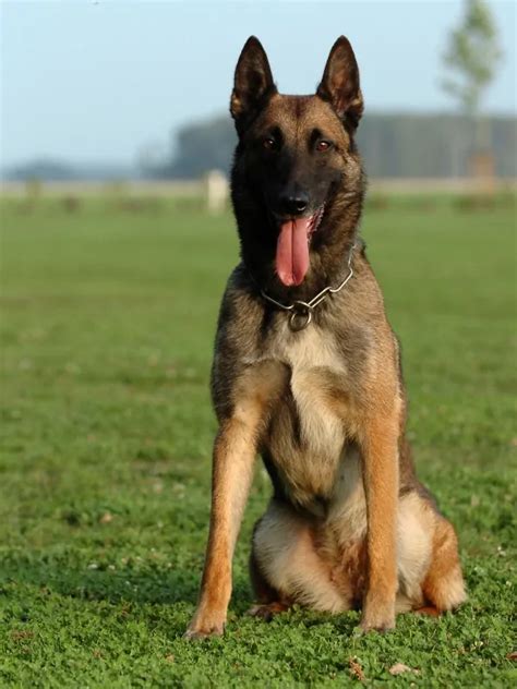 Belgian Malinois Police Dog | Tactical Police K9 Training