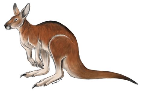 Red Kangaroo by lobocuervo on DeviantArt