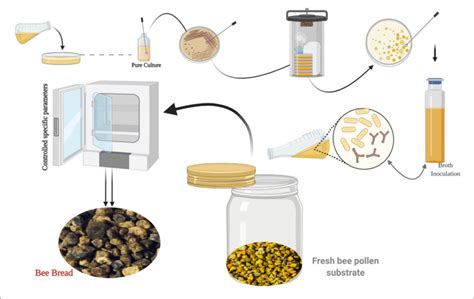 | The biotechnological process of simulating the natural fermentation ...