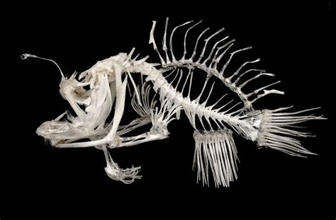 angler fish skeleton | Animal skeletons, Animal drawings, Fish art