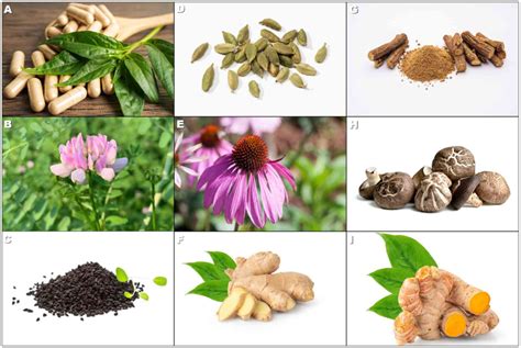 Herbs and plants in immunomodulation (Review)