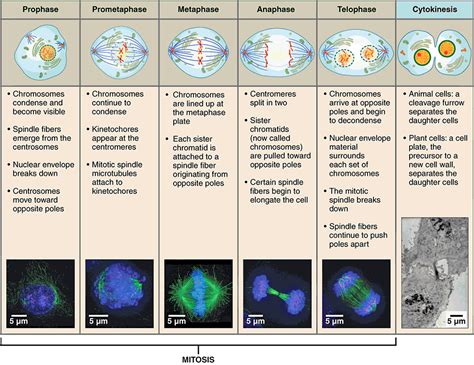 Cell Division - Mitosis and Meiosis | Ask A Biologist