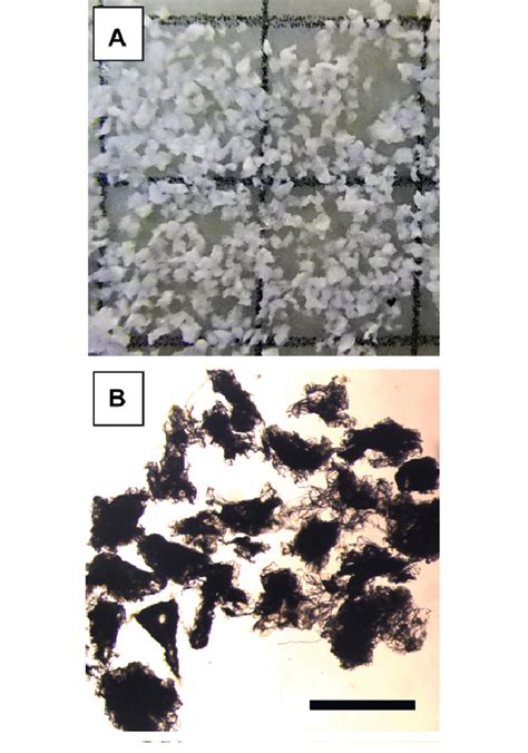 Microscope images of the plastic particles created by Sphaeroma ...