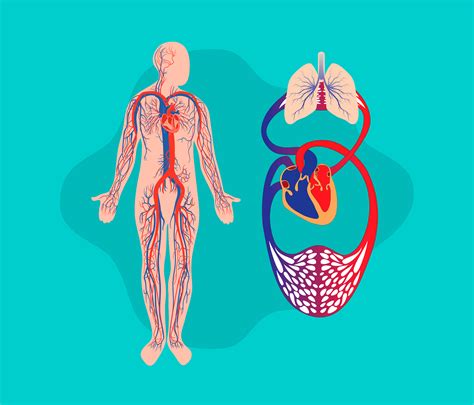 / Sistema Respiratorio Y Sistema Cardiovascular / Jeopardy Template