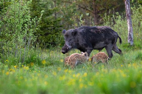 Male wild boar with white tusks and | Animal Stock Photos ~ Creative Market