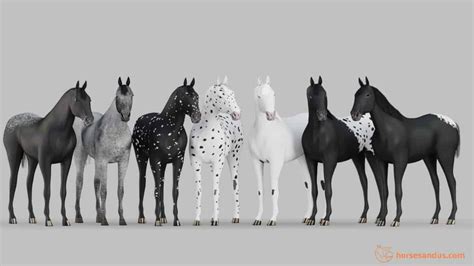 A Complete Guide to Leopard Complex (Appaloosa) Patterns