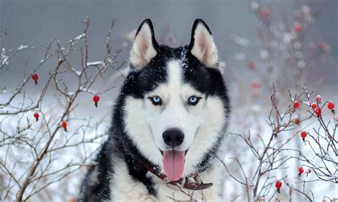 4 Reasons Siberian Huskies Are the Best Guard Dogs