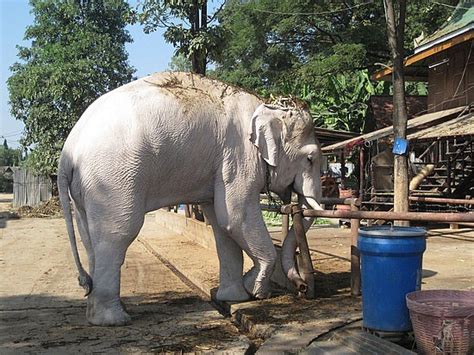 The Circus "NO SPIN ZONE": White Elephant? Thailand