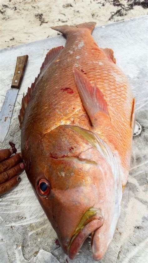 Dog Tooth Snapper in Tulum, Mexico. Such a delicious fish. Cozumel ...