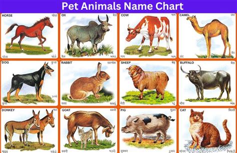 List of 100 Pet Animals Name in Hindi and English for Kids and UKG