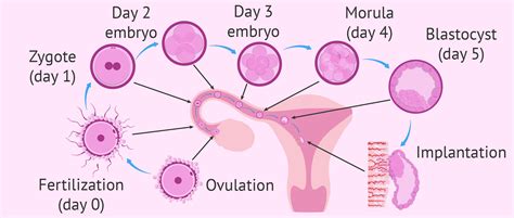 From fertilization to implantation