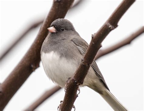 Dark-eyed Junco in Winter | Shutterbug