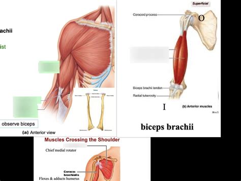 MUSCLE OF ELBOW AND FOREARM Diagram | Quizlet