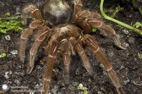 What Birds Do Bird Eating Spiders Eat at Jared Frazier blog