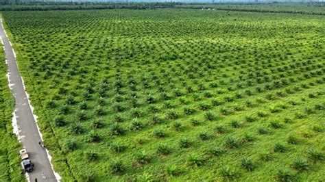 Mengejar Siperibun dan Penyelesaian Sawit Dalam Kawasan Hutan - Kantor ...