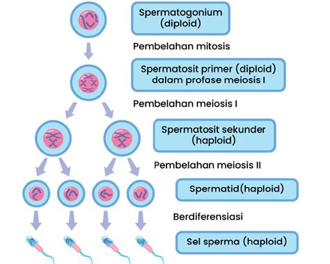 Buatlah bagan spermatogenesis!...