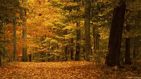 Autumn Falls GIF - Autumn Falls Calm - Discover & Share GIFs