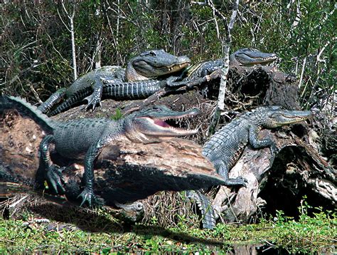 How to See Alligators on a Louisiana Swamp Tour