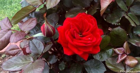 Red Roses Meaning, Symbolism and Varieties You Can GrowRed Roses ...